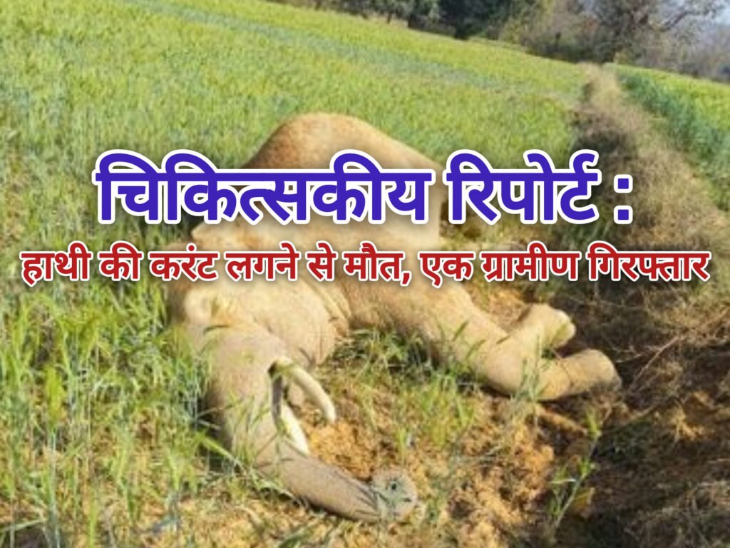 चिकित्सकीय रिपोर्ट में हाथी की करंट लगने से मौत, एक ग्रामीण गिरफ्तार