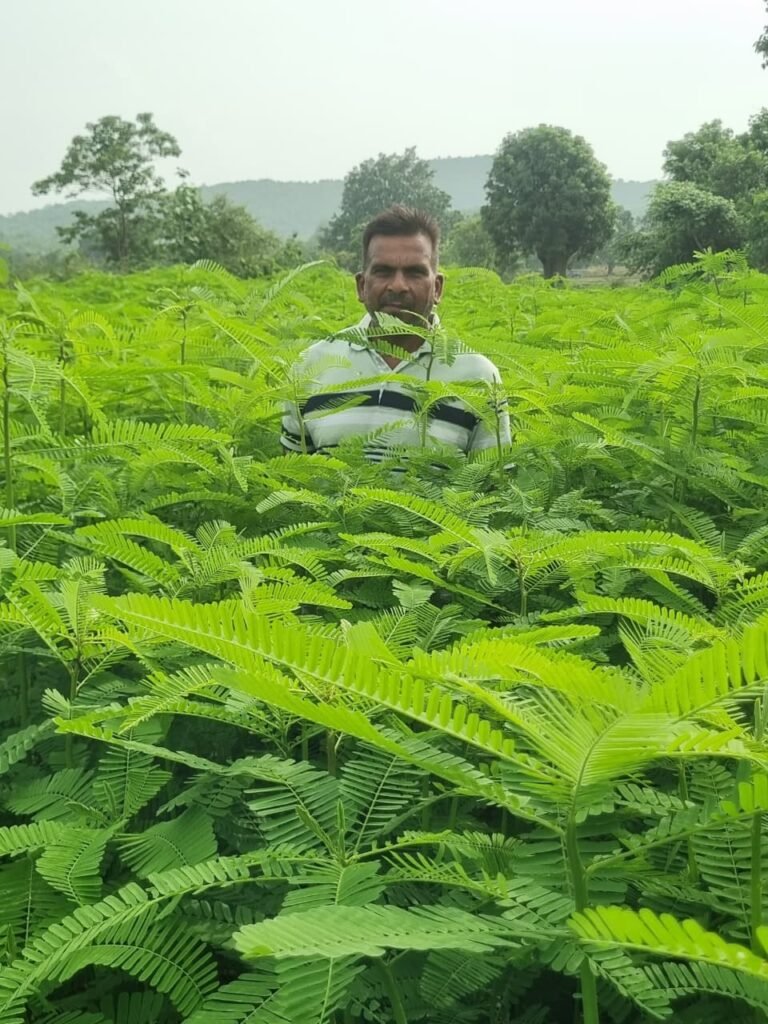 पहले उगाया ढैंचा, फिर करेंगे धान की रोपाई